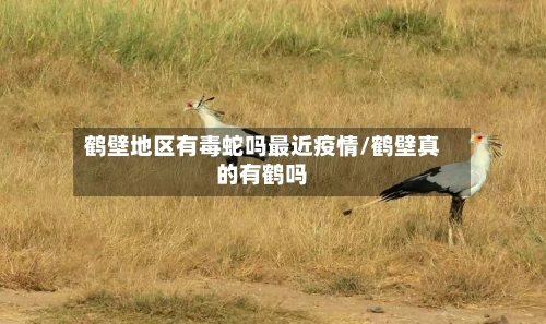 鹤壁地区有毒蛇吗最近疫情/鹤壁真的有鹤吗